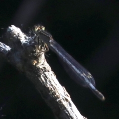 Ischnura heterosticta at Campbell, ACT - 19 Nov 2018 04:38 PM