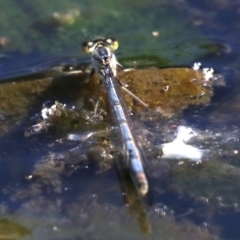 Ischnura heterosticta at Campbell, ACT - 19 Nov 2018 04:38 PM