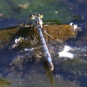 Ischnura heterosticta at Campbell, ACT - 19 Nov 2018 04:38 PM