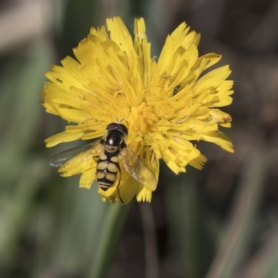 Simosyrphus grandicornis (Common hover fly) at Holt, ACT - 14 Nov 2018 by Alison Milton