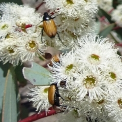 Phyllotocus rufipennis (Nectar scarab) at Sth Tablelands Ecosystem Park - 30 Nov 2017 by galah681