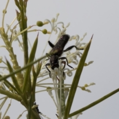 Eleale sp. (genus) (Clerid beetle) at Higgins, ACT - 28 Oct 2018 by Alison Milton