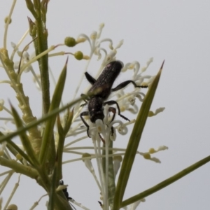 Eleale sp. (genus) at Higgins, ACT - 28 Oct 2018 02:29 PM