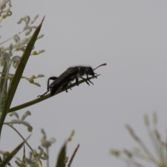 Eleale sp. (genus) at Higgins, ACT - 28 Oct 2018 02:29 PM