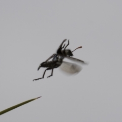 Eleale sp. (genus) at Higgins, ACT - 28 Oct 2018 02:29 PM