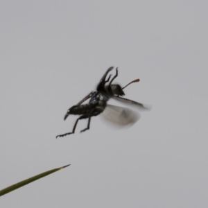 Eleale sp. (genus) at Higgins, ACT - 28 Oct 2018 02:29 PM