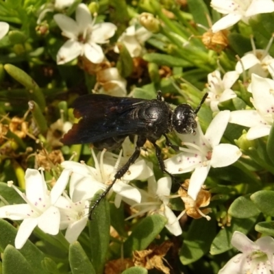 Austroscolia soror (Blue Flower Wasp) at Sth Tablelands Ecosystem Park - 21 Dec 2017 by galah681