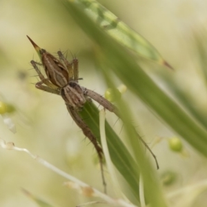 Oxyopes sp. (genus) at Higgins, ACT - 28 Oct 2018