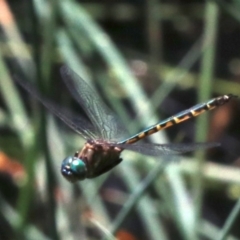 Hemicordulia australiae (Australian Emerald) at Sullivans Creek, O'Connor - 20 Nov 2018 by jb2602