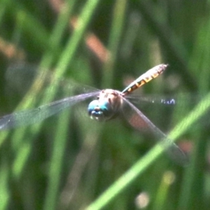 Hemicordulia australiae at O'Connor, ACT - 20 Nov 2018