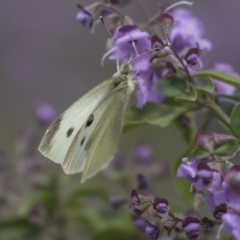 Pieris rapae (Cabbage White) at Hackett, ACT - 1 Nov 2018 by Alison Milton