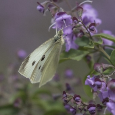 Pieris rapae (Cabbage White) at Hackett, ACT - 1 Nov 2018 by AlisonMilton