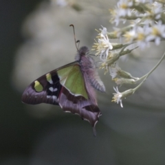 Graphium macleayanum (Macleay's Swallowtail) at Acton, ACT - 1 Nov 2018 by Alison Milton