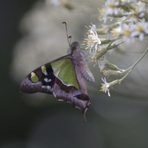 Graphium macleayanum at Acton, ACT - 1 Nov 2018