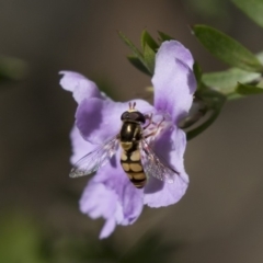 Simosyrphus grandicornis (Common hover fly) at Hackett, ACT - 1 Nov 2018 by Alison Milton