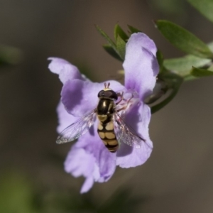 Simosyrphus grandicornis at Hackett, ACT - 1 Nov 2018 02:06 PM