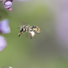 Lipotriches (Austronomia) phanerura (Halictid Bee) at Hackett, ACT - 1 Nov 2018 by AlisonMilton