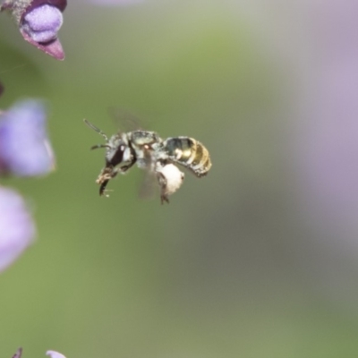 Lipotriches (Austronomia) phanerura (Halictid Bee) at Hackett, ACT - 1 Nov 2018 by AlisonMilton