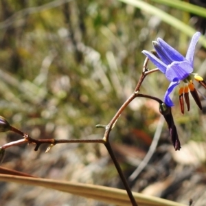 Dianella revoluta var. revoluta at Paddys River, ACT - 20 Nov 2018