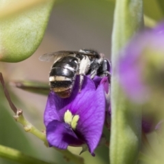 Lipotriches (Austronomia) ferricauda (Halictid bee) at Acton, ACT - 4 Nov 2018 by AlisonMilton