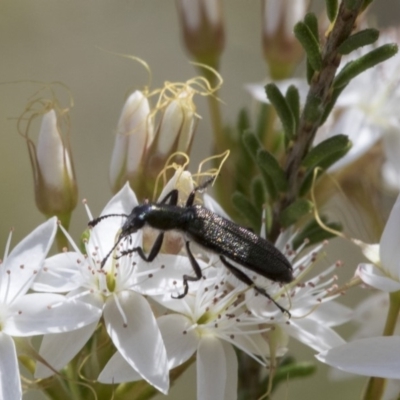 Eleale aspera (Clerid beetle) at Acton, ACT - 4 Nov 2018 by Alison Milton