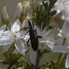 Eleale aspera at Acton, ACT - 4 Nov 2018