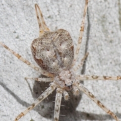 Tamopsis sp. (genus) (Two-tailed spider) at Hackett, ACT - 19 Nov 2018 by TimL