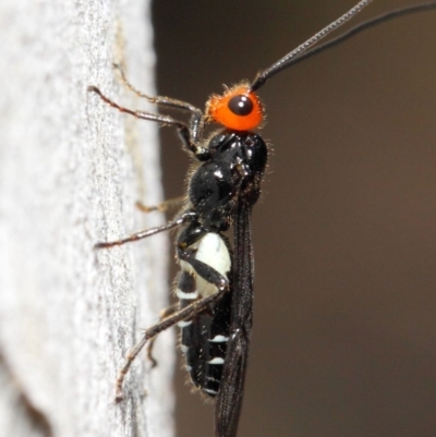 Callibracon capitator (White Flank Black Braconid Wasp) at Acton, ACT - 19 Nov 2018 by TimL