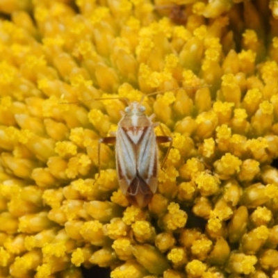 Miridae (family) (Unidentified plant bug) at Acton, ACT - 12 Nov 2018 by TimL