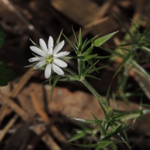 Stellaria pungens at Bullen Range - 1 Nov 2018