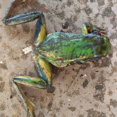 Litoria aurea (Green and Golden Bell Frog) at Bawley Point, NSW - 8 Nov 2018 by GLemann