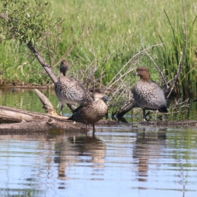 Chenonetta jubata (Australian Wood Duck) at Campbell, ACT - 19 Nov 2018 by jb2602