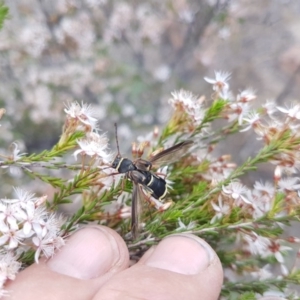 Hesthesis sp. (genus) at Greenway, ACT - 15 Nov 2018