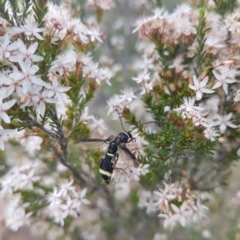 Hesthesis sp. (genus) at Greenway, ACT - 15 Nov 2018