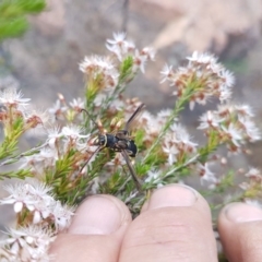 Hesthesis sp. (genus) at Greenway, ACT - 15 Nov 2018 02:49 PM