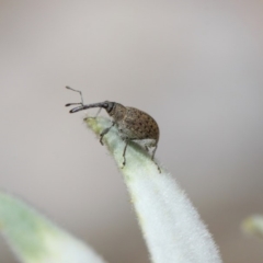 Meriphus fullo (Flower Weevil) at Acton, ACT - 19 Nov 2018 by TimL