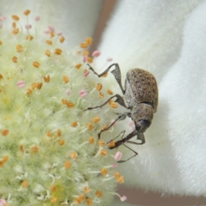 Meriphus fullo at Acton, ACT - 19 Nov 2018