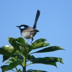 Malurus cyaneus (Superb Fairywren) at Tathra, NSW - 4 Feb 2015 by Steve Mills