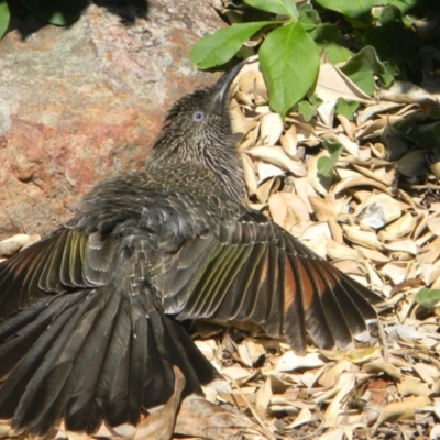 Anthochaera chrysoptera (Little Wattlebird) at Tathra, NSW - 5 Mar 2015 by Steve Mills