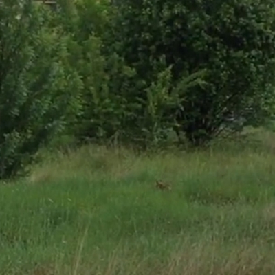 Vulpes vulpes (Red Fox) at Melba, ACT - 20 Nov 2018 by dhkmapr