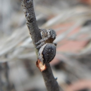 Maratus calcitrans at Aranda, ACT - suppressed