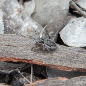 Maratus calcitrans at Aranda, ACT - suppressed