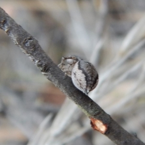 Maratus calcitrans at Aranda, ACT - suppressed