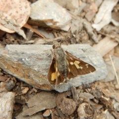 Trapezites phigalioides (Montane Ochre) at Dunlop, ACT - 20 Nov 2018 by CathB