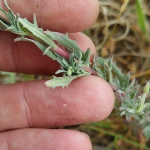 Epilobium billardiereanum subsp. cinereum at Amaroo, ACT - 21 Nov 2018 11:34 AM