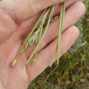 Epilobium billardiereanum subsp. cinereum at Amaroo, ACT - 21 Nov 2018 11:34 AM