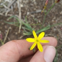 Tricoryne elatior (Yellow Rush Lily) at Amaroo, ACT - 21 Nov 2018 by nath_kay