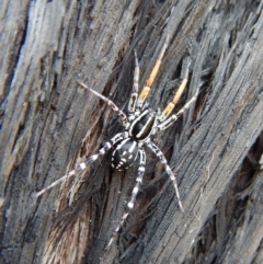 Nyssus coloripes (Spotted Ground Swift Spider) at Dunlop, ACT - 20 Nov 2018 by CathB