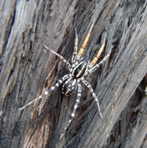 Nyssus coloripes at Dunlop, ACT - 20 Nov 2018