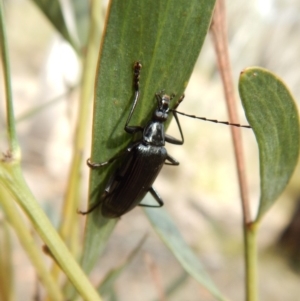 Tanychilus sp. (genus) at Dunlop, ACT - 20 Nov 2018